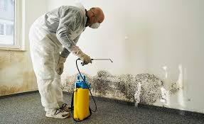 Best Mold Damage Restoration  in Dover, OH